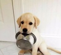 狗狗好像一直吃不飽，需要加餐嗎？