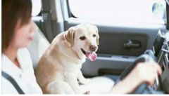 假期出去游玩，狗狗怎么辦呢？