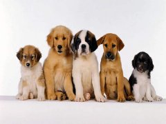 擁有“招狗體質(zhì)”是種什么樣的體驗(yàn)？