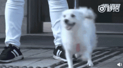 狗，真是人類最好的朋友嗎？