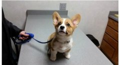 狗狗特殊時期的營養補給