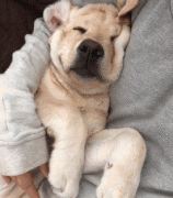 狗狗這么愛我怎么辦？