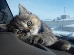 養貓一定需要關注以下幾個細節