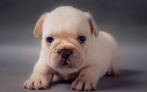 幼犬喂食的5個要點！小狗身體虛弱，主人可要注意了！